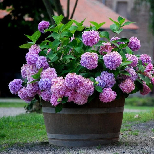 aakip™- 70% OFF-Outdoor Artificial Hydrangea Flowers💐