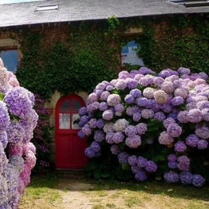 aakip™- 70% OFF-Outdoor Artificial Hydrangea Flowers💐