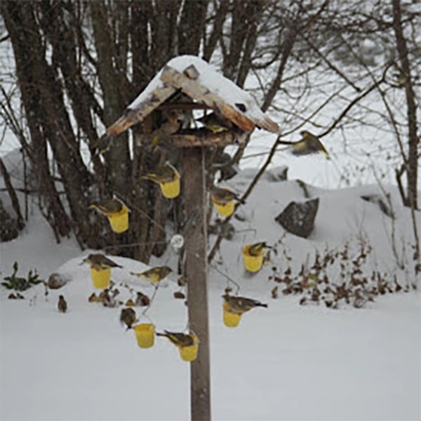 aakip™-Ferris Wheel Bird Feeder 🐦