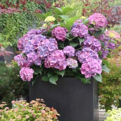 aakip™- 70% OFF-Outdoor Artificial Hydrangea Flowers💐