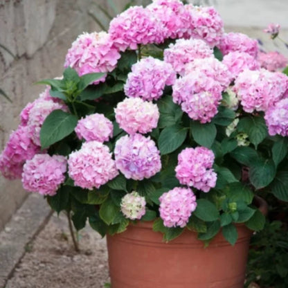 aakip™- 70% OFF-Outdoor Artificial Hydrangea Flowers💐